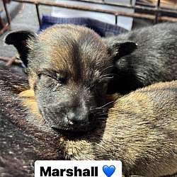 Photo of Marshall