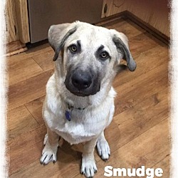 Photo of Smudge