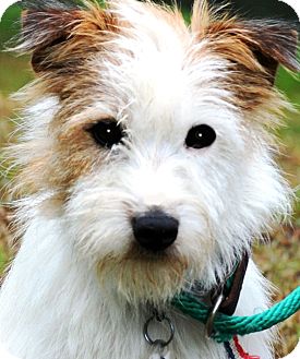 jack russell wheaten terrier mix