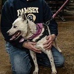 Thumbnail photo of Kris (foster or adopter needed!) #3