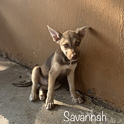 Photo of Savannah