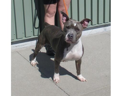 Louisville, Ky - American Pit Bull Terrier. Meet Gorgeous A Pet For 