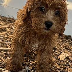 Thumbnail photo of Cockapoo F2 Frederick #4