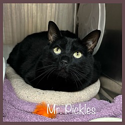 Thumbnail photo of MR. PICKLES #4