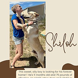 Thumbnail photo of Shiloh #1