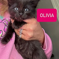 Thumbnail photo of Olivia #1