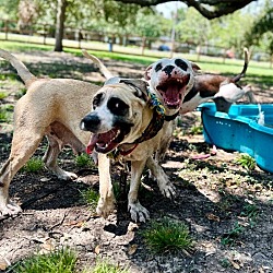 Thumbnail photo of Mabel the Water loving Socialite #4