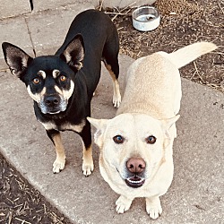 bonded pet photo