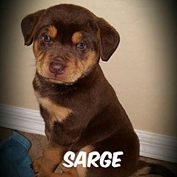 Thumbnail photo of Sarge #3