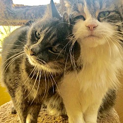 Photo of GIZMO & GADGET - BONDED PAIR