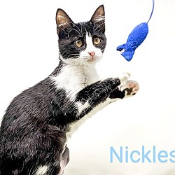 Photo of Nickles