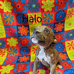Photo of Halo