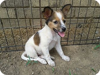 australian cattle dog sheltie mix