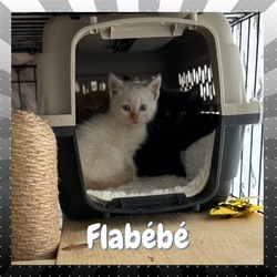 Photo of Flabebe