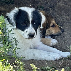 Thumbnail photo of Colorado Puppy 2 #2