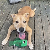 adopt a pet