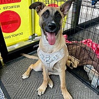 adopt a pet