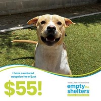 adopt a pet