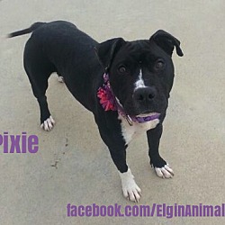 Thumbnail photo of Pixie #1
