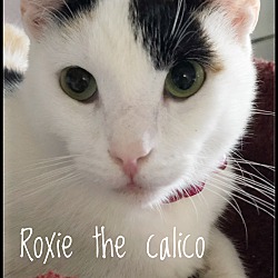 Thumbnail photo of Roxie #3