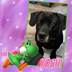 Thumbnail photo of Yoshi #1