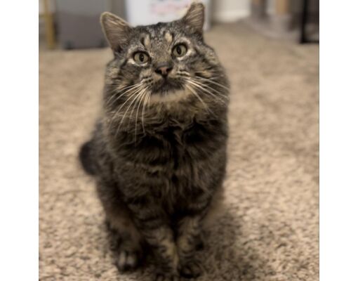 Chino Hills CA Domestic Longhair/Maine Coon Meet Gary The Snail
