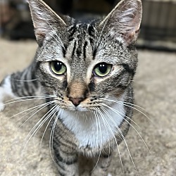 bonded pet photo