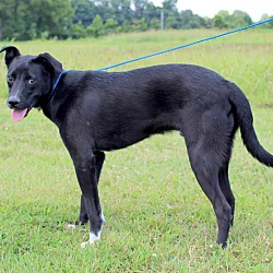 Thumbnail photo of Aaron~adopted! #4