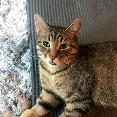 Toronto On Domestic Shorthair Meet Pinky A Pet For Adoption
