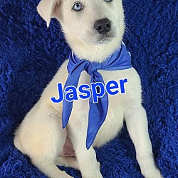 Photo of Jasper (Blue Eyes)