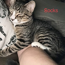 Photo of Socks