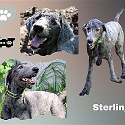 Thumbnail photo of Sterling (Ritzy) #1