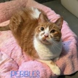 Thumbnail photo of Pebbles 4 #4