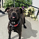 Adopt A Pet :: Chocolat - San Diego, CA