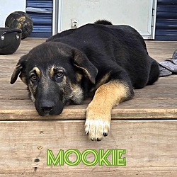 Thumbnail photo of Mookie #4