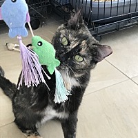 adopt a pet