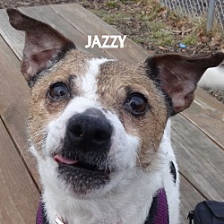 Thumbnail photo of JAZZY--SO SNAZZY! #1
