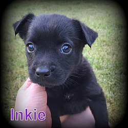 Thumbnail photo of Inkie #1