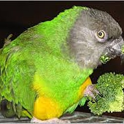Thumbnail photo of RAJA The Senegal Parrot #2