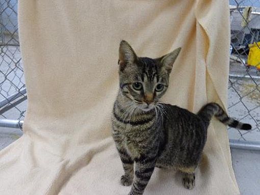 Sparta, IL - Domestic Shorthair. Meet Curtis a Pet for Adoption ...