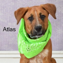Photo of Atlas