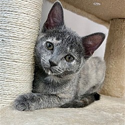 Photo of Kitten Fiona