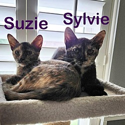 Thumbnail photo of Suzie (Susie Q) #1