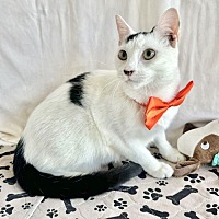 adopt a pet