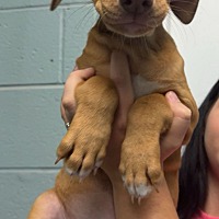 adopt a pet
