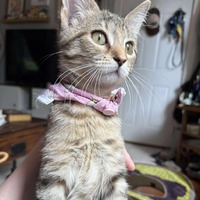 adopt-pet