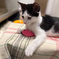 adopt a pet