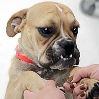 adopt a pet