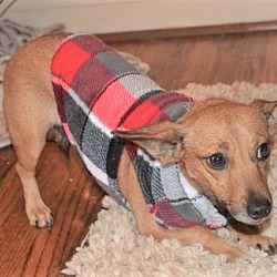 Thumbnail photo of Oakee! Adopted! #3
