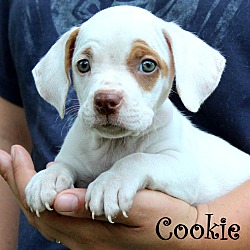 Thumbnail photo of Cookie ~ meet me! #1